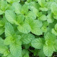 Mentha sp.